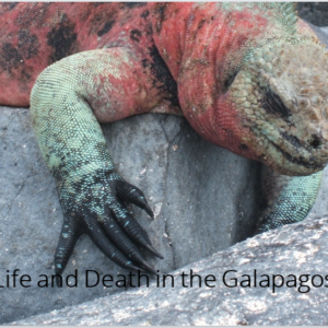 Life and Death in the Galapagos