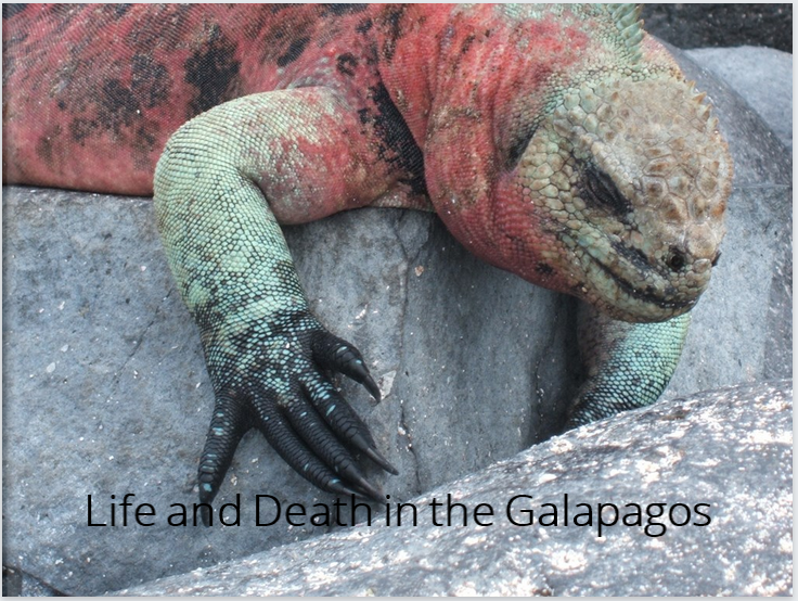 Life and Death in the Galapagos - A Photographic Journey