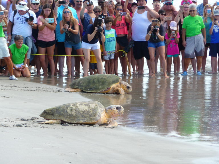 Sea Turtles on Cocoa Beach Anita Vacation